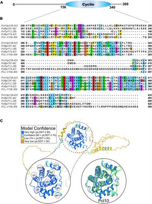 The Neurospora crassa PCL-1 cyclin is a PHO85-1 (PGOV) kinase partner that directs the complex to glycogen metabolism and is involved in calcium metabolism regulation